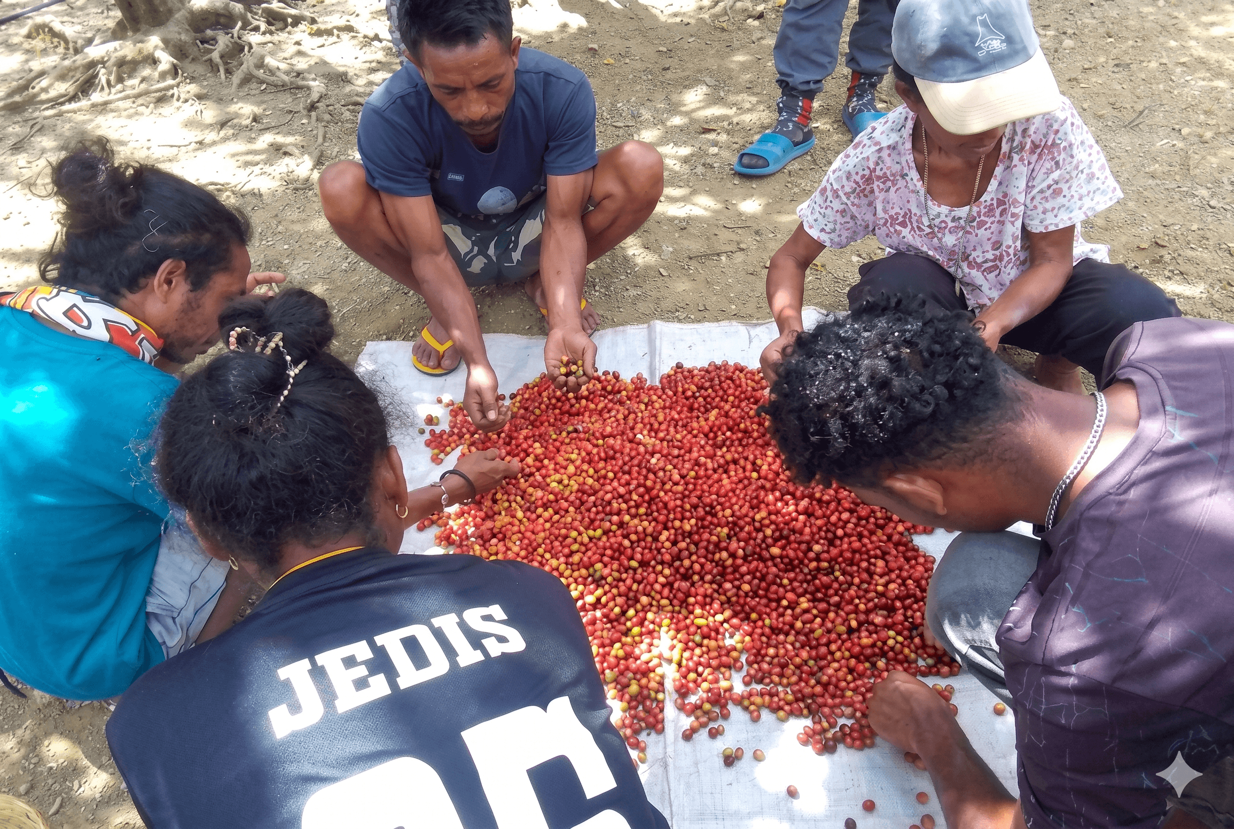 Coffee cherries ripening on the branch in Atsabe highlands